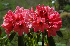 Rhodo Willets